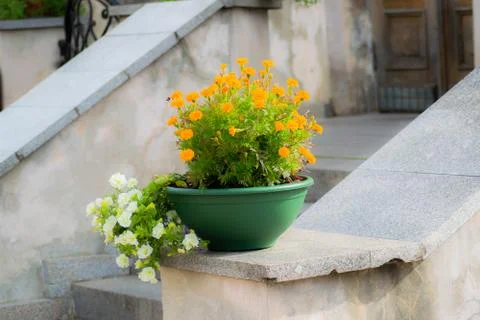 A pot of flowers Stock Photos