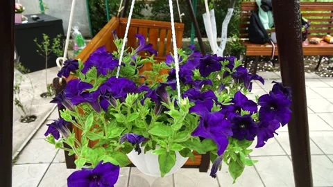 Pot flowers sways in wind on background wooden ancient swing Stock Footage 155394442