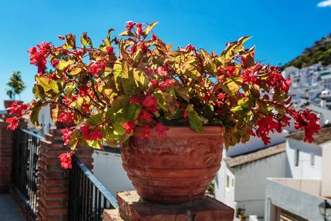 Pot with flowers on the table Stock Photos