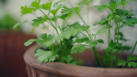 Pot with fresh aromatic parsley. Stock Footage 130906027