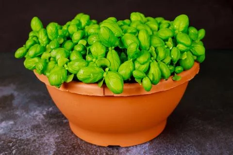 Pot with fresh basil on dark background. Stock Photos