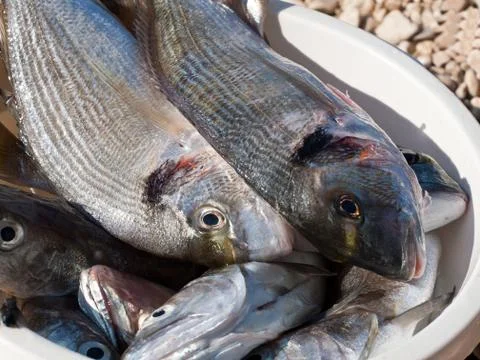 Pot full of fish Stock Photos
