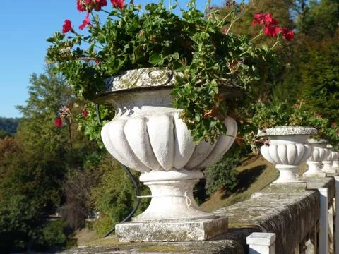 A pot of geraniums Stock Photos