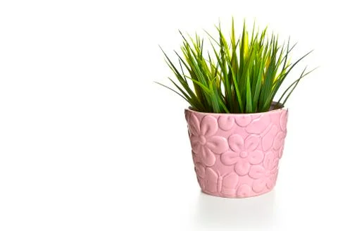 Pot of grass on a white background Stock Photos