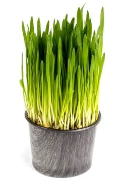 Pot of green grass Stock Photos