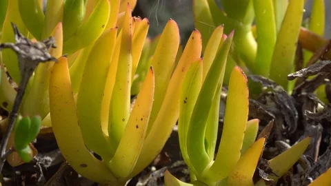 Pot with green plants Stock Footage 106179107