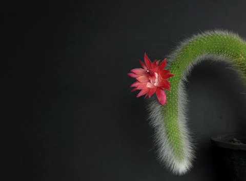 Pot of Hildewintera colademononis cactus with flower blooming against black b Stock Photos