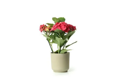 Pot with hydrangea isolated on white background 스톡 사진