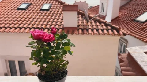 A pot of indoor roses on a windowsill overlooking the old streets and houses Stock Footage 249400440