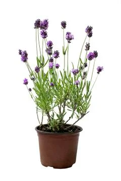 Pot of lavender Stock Photos