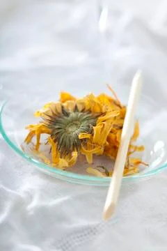 Pot marigold Stock Photos