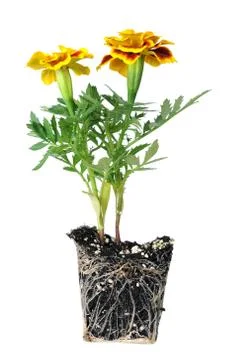 Pot marigold Stock Photos