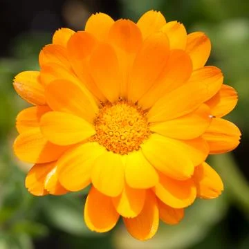 Pot marigold Stock Photos