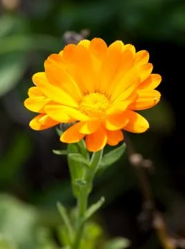 Pot marigold Stock Photos