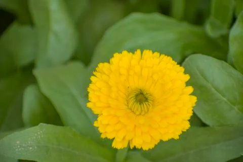 Pot marigold Stock Photos