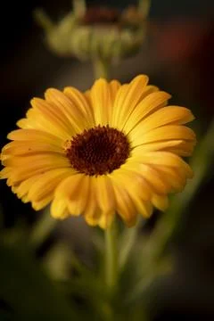 Pot marigold. Stock Photos
