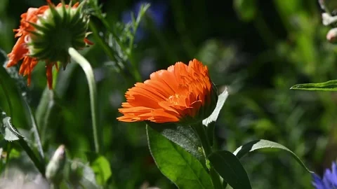 Pot Marigold wild flower Stock Footage 245504209
