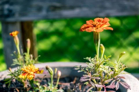 Pot of marigolds Stock Photos