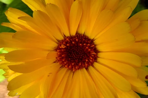 Pot Marygold Video stock 1056139