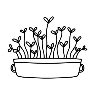 Pot of microgreens. Doodle style. Stock Illustration