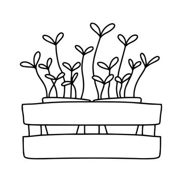 Pot of microgreens. Doodle style. Stock Illustration