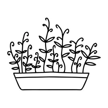 Pot of microgreens. Doodle style. Stock Illustration