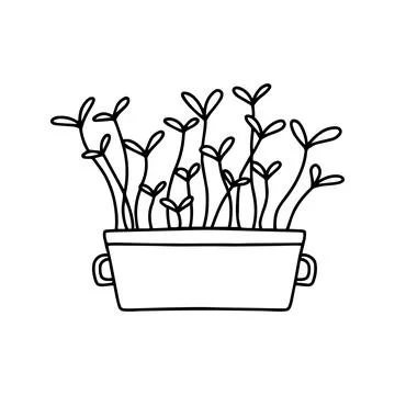 Pot of microgreens. Doodle style. Stock Illustration