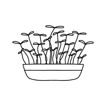Pot of microgreens. Doodle style. Stock Illustration