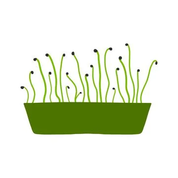 Pot of microgreens. Stock Illustration