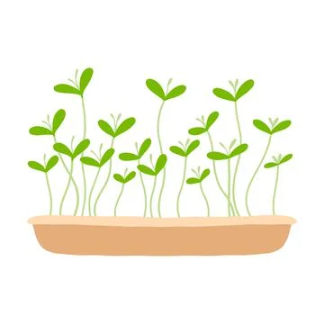 Pot of microgreens. Stock Illustration