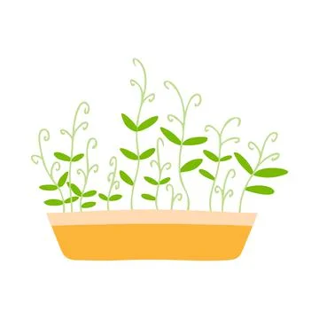 Pot of microgreens. Stock Illustration
