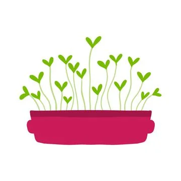 Pot of microgreens. Stock Illustration