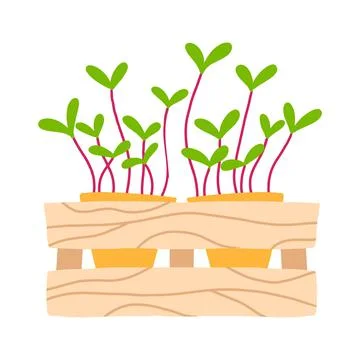 Pot of microgreens. Stock Illustration