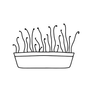 Pot of microgreens. Stock Illustration