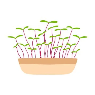 Pot of microgreens. Stock Illustration