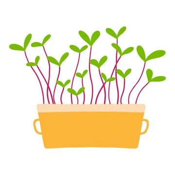 Pot of microgreens. Stock Illustration