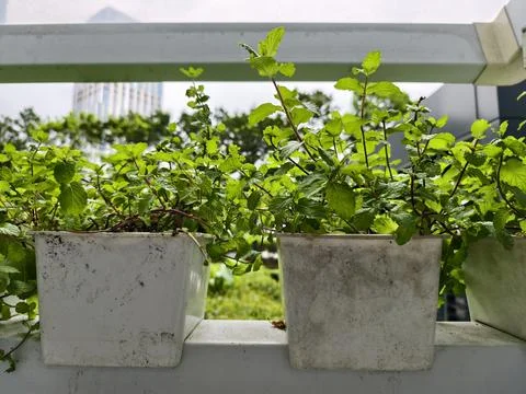 A pot of mint plants 库存照片