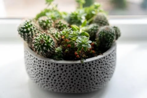 Pot with mixed succulent rosette Foto stock
