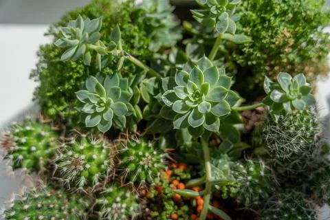Pot with mixed succulent rosette Stock Photos