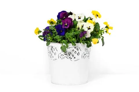 Pot with multi colored pansies Stock Photos