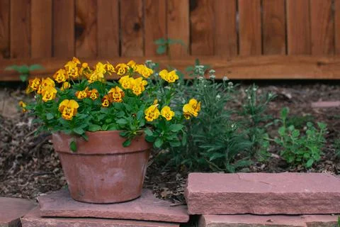 Pot of Orange Violas Stock Photos