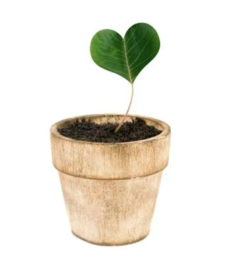The pot Foto stock