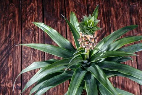 Pot pineapple wood background Stock Photos