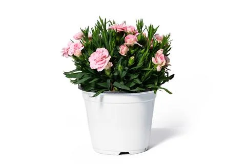 Pot with pink carnations Stock Photos