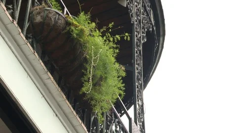 Pot plant on balcony Stock Footage 84508780