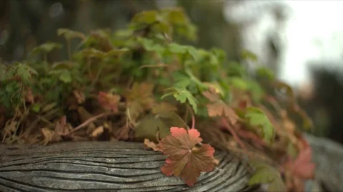 Pot plant Stock Footage 124893064