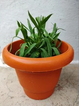 Pot with Plant Фото