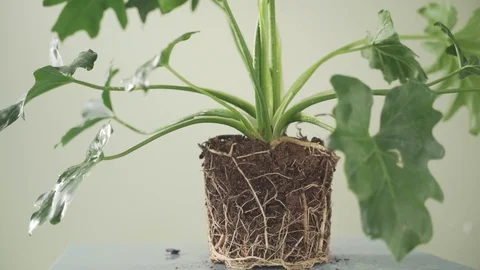 Pot Plant roots Stock Footage 103849951