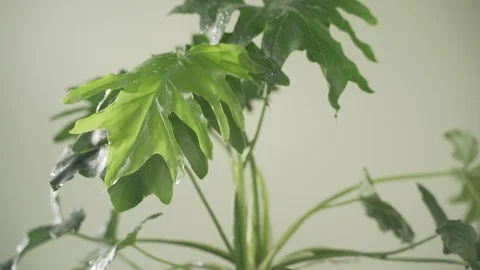 Pot plant roots pan down Stock Footage 103849914