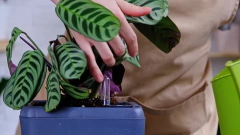 Pot for plants with automatic watering, transplanting Calathea into a doubl.. Stock Footage 250054271